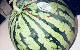 泰国网红吃瓜,趣味横生引网友热议