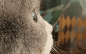 网红侧脸猫,网红猫咪魅力无限